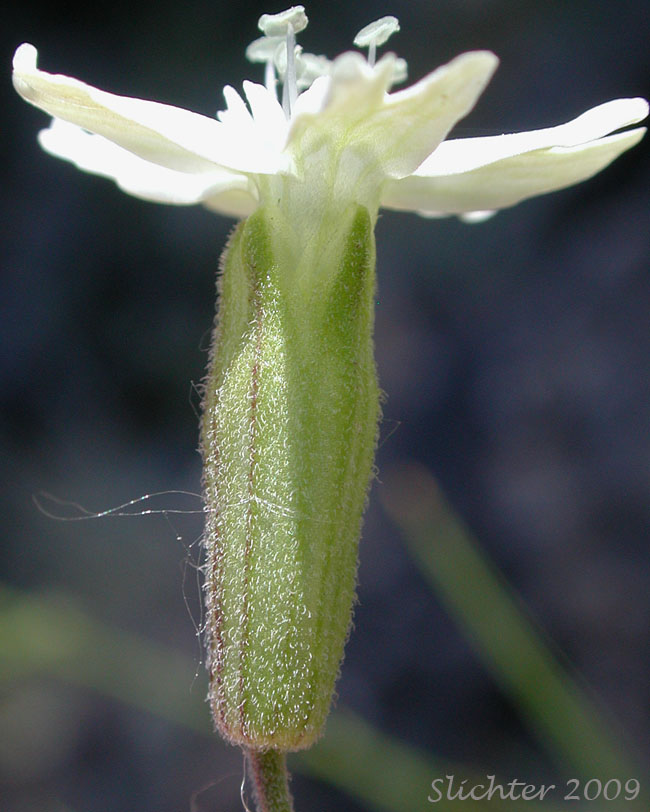 Calyx tube of Douglas' Campion, Douglas' Catchfly, Douglas' Silene: Silene douglasii var. douglasii (Synonyms: Silene douglasii var. monantha, Silene douglasii var. villosa, Silene lyallii)