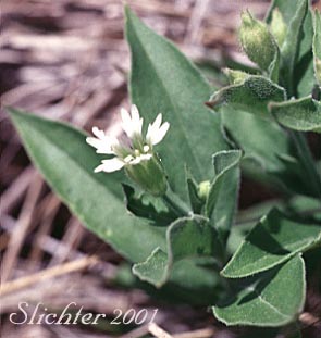 Menzies' Campion, Menzie's Silene: Silene menziesii (Synonyms: Silene menziesii ssp. menziesii, Silene menziesii var. menziesii, Silene menziesii var. viscosa)