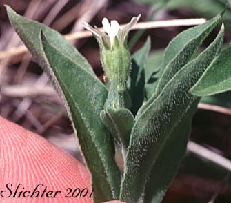 Menzies' Campion, Menzie's Silene: Silene menziesii (Synonyms: Silene menziesii ssp. menziesii, Silene menziesii var. menziesii, Silene menziesii var. viscosa)