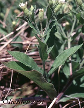 Menzies' Campion, Menzie's Silene: Silene menziesii (Synonyms: Silene menziesii ssp. menziesii, Silene menziesii var. menziesii, Silene menziesii var. viscosa)