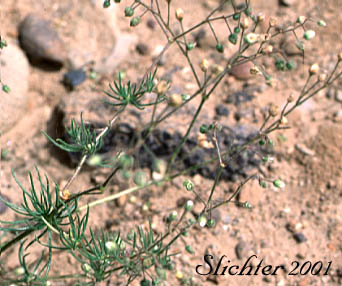 Corn Spurry, Spergula , Stickwort: Spergula arvensis (Synonyms: Spergula arvense, Spergula arvense ssp. arvensis, Spergula arvense var. arvensis, Spergula arvense var. sativa, Spergula sativa)