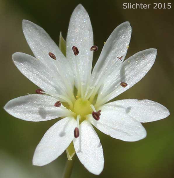 Flower of Longstalk Starwort: Stellaria longipes ssp. longipes (Synonyms: Stellaria longipes var. altocaulis, Stellaria longipes var. laeta, Stellaria longipes var. longipes)