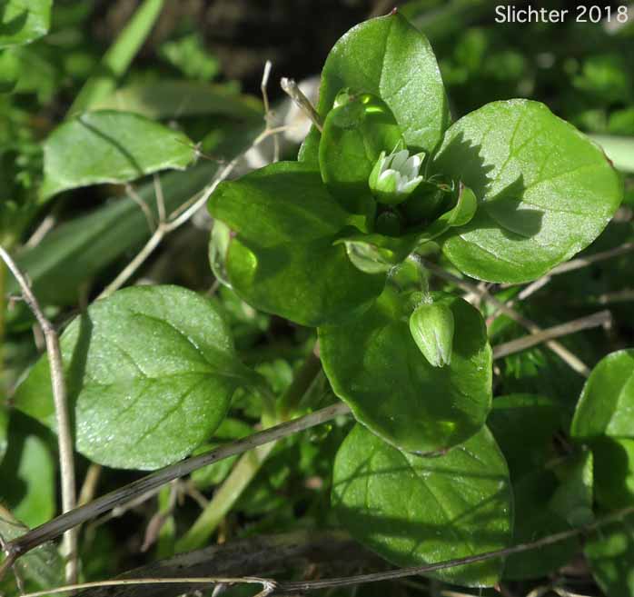Common Chickweed: Stellaria media (Synonyms: Alsine media, Stellaria apetala, Stellaria media ssp. media, Stellaria media var. procera)