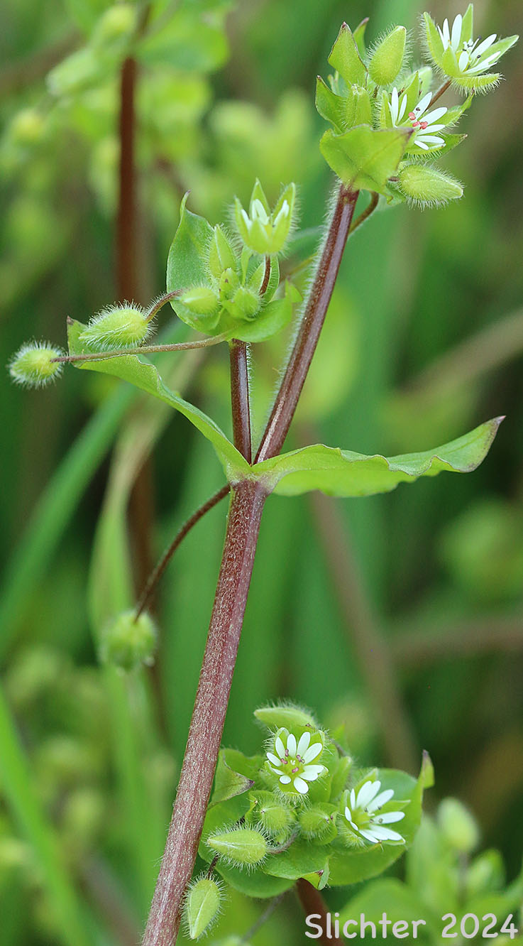 Common Chickweed: Stellaria media (Synonyms: Alsine media, Stellaria apetala, Stellaria media ssp. media, Stellaria media var. procera)