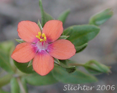 Scarlet Pimpernel: Lysimachia arvensis (Synonyms: Anagallis arvensis, Anagallis arvensis ssp. arvensis, Anagallis arvensis var. caerulea, Anagallis caerulea)