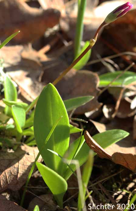 Bonneville Shooting Star, Desert Shooting Star, Slimpod Shooting Star: Dodecatheon conjugens (Synonyms: Dodecatheon conjugens ssp. conjugens, Dodecatheon conjugens ssp. leptophyllum, Dodecatheon conjugens var. conjugens, Dodecatheon conjugens ssp. viscidum, Dodecatheon conjugens var. conjugens, Dodecatheon conjugens var. viscidum)