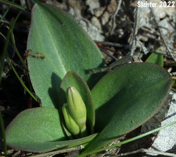 Flower bud of Bonneville Shooting Star, Desert Shooting Star, Slimpod Shooting Star: Dodecatheon conjugens (Synonyms: Dodecatheon conjugens ssp. conjugens, Dodecatheon conjugens ssp. leptophyllum, Dodecatheon conjugens var. conjugens, Dodecatheon conjugens ssp. viscidum, Dodecatheon conjugens var. conjugens, Dodecatheon conjugens var. viscidum)
