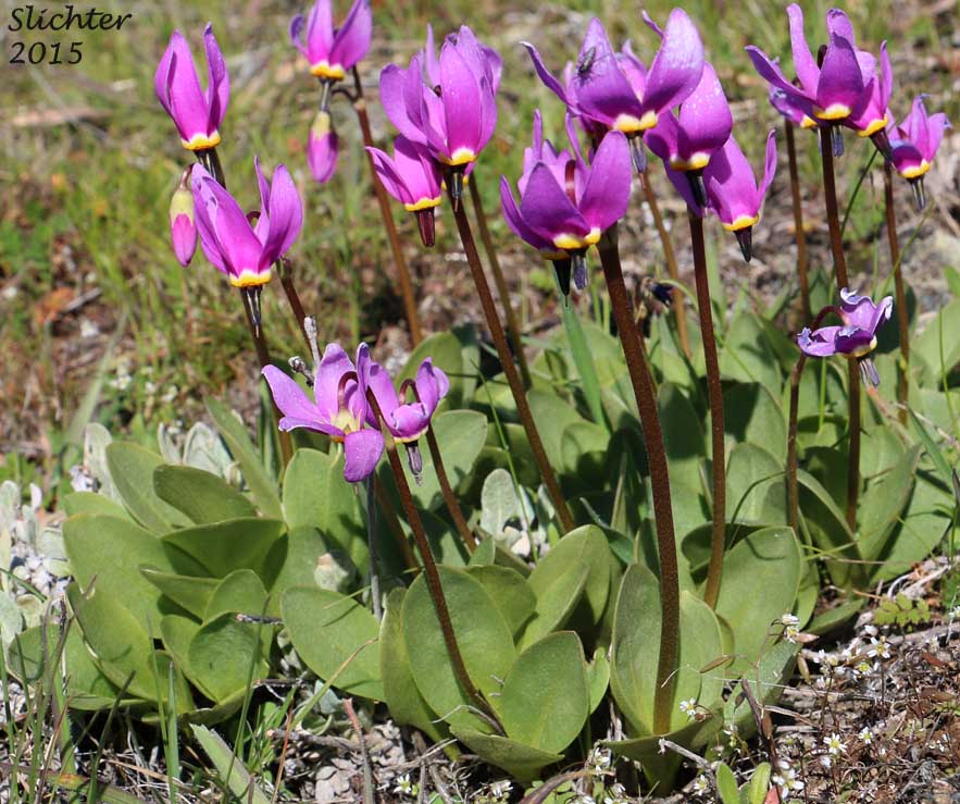 Bonneville Shooting Star, Desert Shooting Star, Slimpod Shooting Star: Dodecatheon conjugens (Synonyms: Dodecatheon conjugens ssp. conjugens, Dodecatheon conjugens ssp. leptophyllum, Dodecatheon conjugens var. conjugens, Dodecatheon conjugens ssp. viscidum, Dodecatheon conjugens var. conjugens, Dodecatheon conjugens var. viscidum)