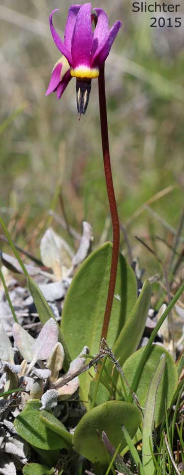 Bonneville Shooting Star, Desert Shooting Star, Slimpod Shooting Star: Dodecatheon conjugens (Synonyms: Dodecatheon conjugens ssp. conjugens, Dodecatheon conjugens ssp. leptophyllum, Dodecatheon conjugens var. conjugens, Dodecatheon conjugens ssp. viscidum, Dodecatheon conjugens var. conjugens, Dodecatheon conjugens var. viscidum)