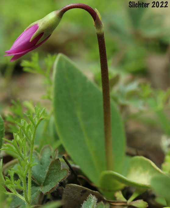 Bonneville Shooting Star, Desert Shooting Star, Slimpod Shooting Star: Dodecatheon conjugens (Synonyms: Dodecatheon conjugens ssp. conjugens, Dodecatheon conjugens ssp. leptophyllum, Dodecatheon conjugens var. conjugens, Dodecatheon conjugens ssp. viscidum, Dodecatheon conjugens var. conjugens, Dodecatheon conjugens var. viscidum) in bud.