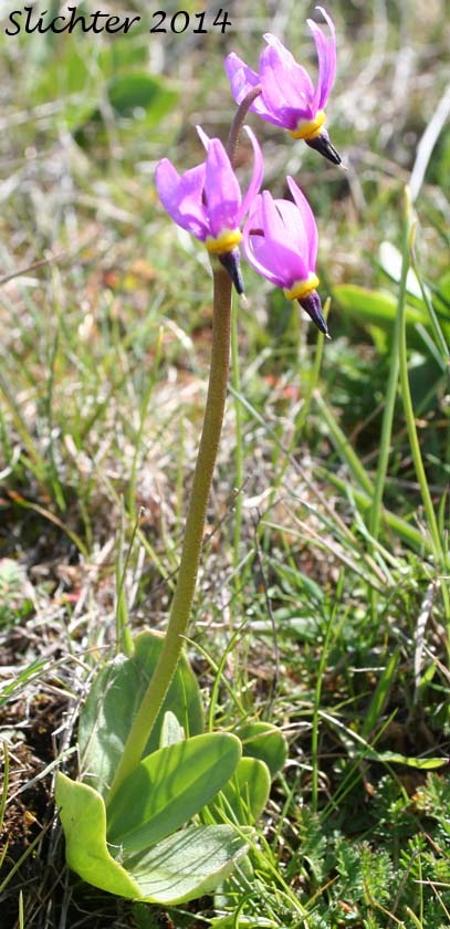 Bonneville Shooting Star, Desert Shooting Star, Slimpod Shooting Star: Dodecatheon conjugens (Synonyms: Dodecatheon conjugens ssp. conjugens, Dodecatheon conjugens ssp. leptophyllum, Dodecatheon conjugens var. conjugens, Dodecatheon conjugens ssp. viscidum, Dodecatheon conjugens var. conjugens, Dodecatheon conjugens var. viscidum)
