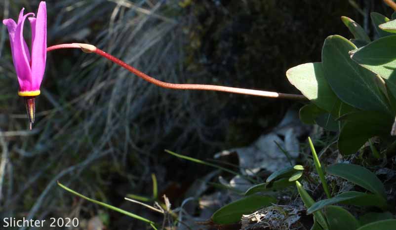 Bonneville Shooting Star, Desert Shooting Star, Slimpod Shooting Star: Dodecatheon conjugens (Synonyms: Dodecatheon conjugens ssp. conjugens, Dodecatheon conjugens ssp. leptophyllum, Dodecatheon conjugens var. conjugens, Dodecatheon conjugens ssp. viscidum, Dodecatheon conjugens var. conjugens, Dodecatheon conjugens var. viscidum)