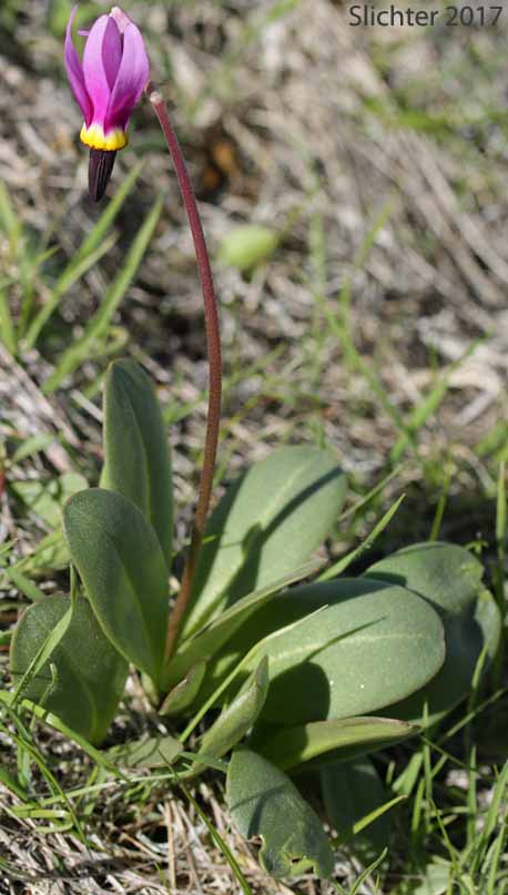 Bonneville Shooting Star, Desert Shooting Star, Slimpod Shooting Star: Dodecatheon conjugens (Synonyms: Dodecatheon conjugens ssp. conjugens, Dodecatheon conjugens ssp. leptophyllum, Dodecatheon conjugens var. conjugens, Dodecatheon conjugens ssp. viscidum, Dodecatheon conjugens var. conjugens, Dodecatheon conjugens var. viscidum)