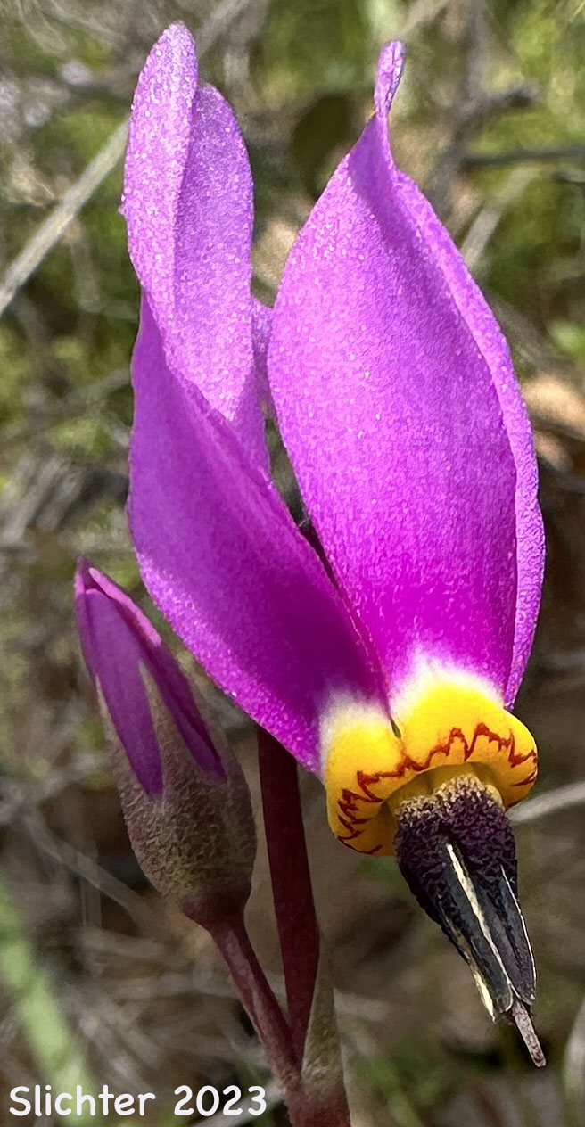 Flower of Bonneville Shooting Star, Desert Shooting Star, Slimpod Shooting Star: Dodecatheon conjugens (Synonyms: Dodecatheon conjugens ssp. conjugens, Dodecatheon conjugens ssp. leptophyllum, Dodecatheon conjugens var. conjugens, Dodecatheon conjugens ssp. viscidum, Dodecatheon conjugens var. conjugens, Dodecatheon conjugens var. viscidum)