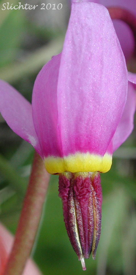 Flower of Bonneville Shooting Star, Desert Shooting Star, Slimpod Shooting Star: Dodecatheon conjugens (Synonyms: Dodecatheon conjugens ssp. conjugens, Dodecatheon conjugens ssp. leptophyllum, Dodecatheon conjugens var. conjugens, Dodecatheon conjugens ssp. viscidum, Dodecatheon conjugens var. conjugens, Dodecatheon conjugens var. viscidum)