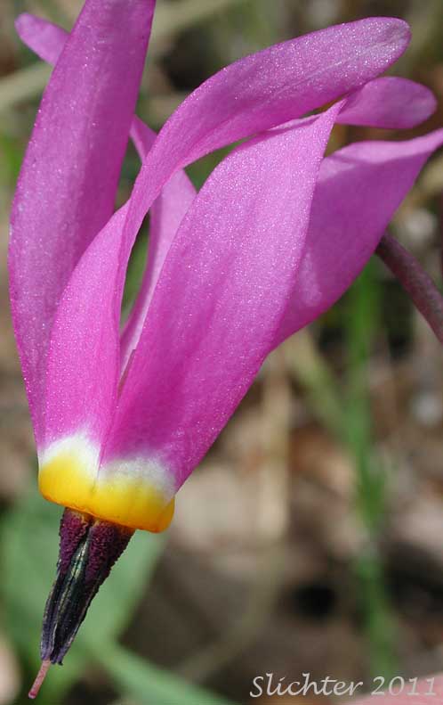 A flower of Bonneville Shooting Star, Desert Shooting Star, Slimpod Shooting Star: Dodecatheon conjugens (Synonyms: Dodecatheon conjugens ssp. conjugens, Dodecatheon conjugens ssp. leptophyllum, Dodecatheon conjugens var. conjugens, Dodecatheon conjugens ssp. viscidum, Dodecatheon conjugens var. conjugens, Dodecatheon conjugens var. viscidum)
