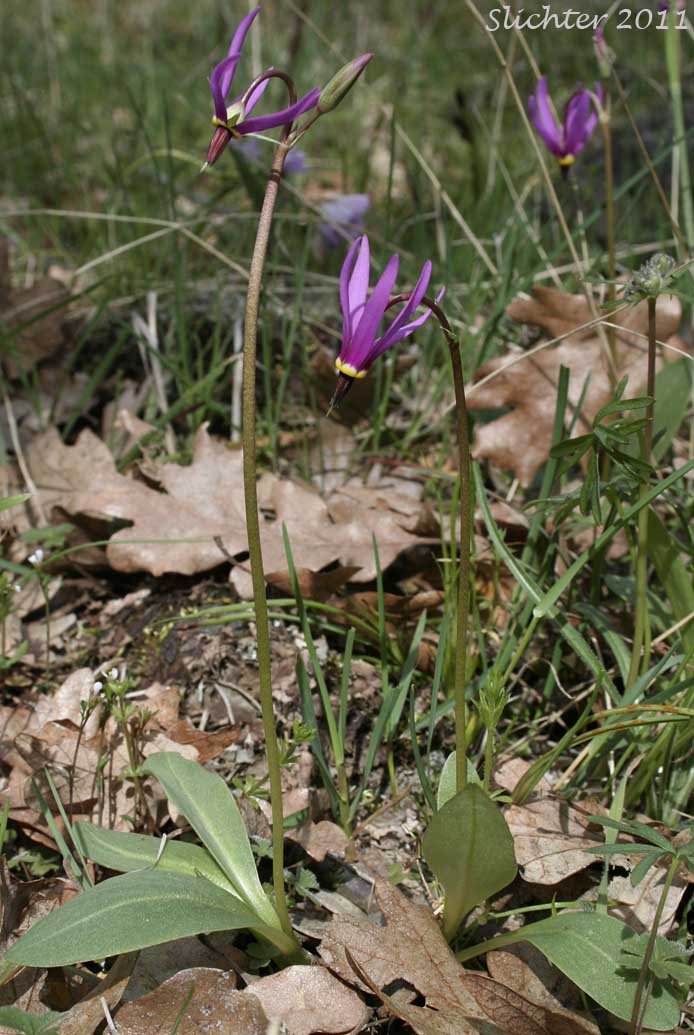 Bonneville Shooting Star, Desert Shooting Star, Slimpod Shooting Star: Dodecatheon conjugens (Synonyms: Dodecatheon conjugens ssp. conjugens, Dodecatheon conjugens ssp. leptophyllum, Dodecatheon conjugens var. conjugens, Dodecatheon conjugens ssp. viscidum, Dodecatheon conjugens var. conjugens, Dodecatheon conjugens var. viscidum)