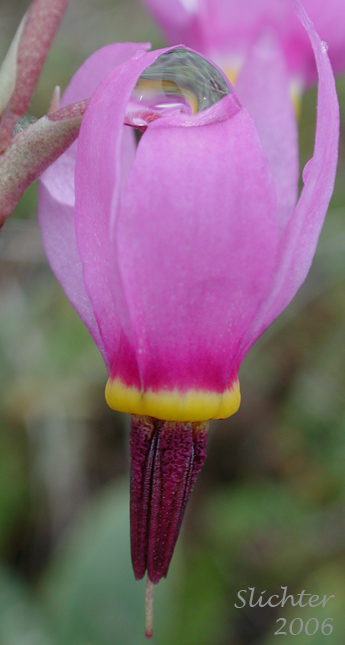 Flower of Bonneville Shooting Star, Desert Shooting Star, Slimpod Shooting Star: Dodecatheon conjugens (Synonyms: Dodecatheon conjugens ssp. conjugens, Dodecatheon conjugens ssp. leptophyllum, Dodecatheon conjugens var. conjugens, Dodecatheon conjugens ssp. viscidum, Dodecatheon conjugens var. conjugens, Dodecatheon conjugens var. viscidum)
