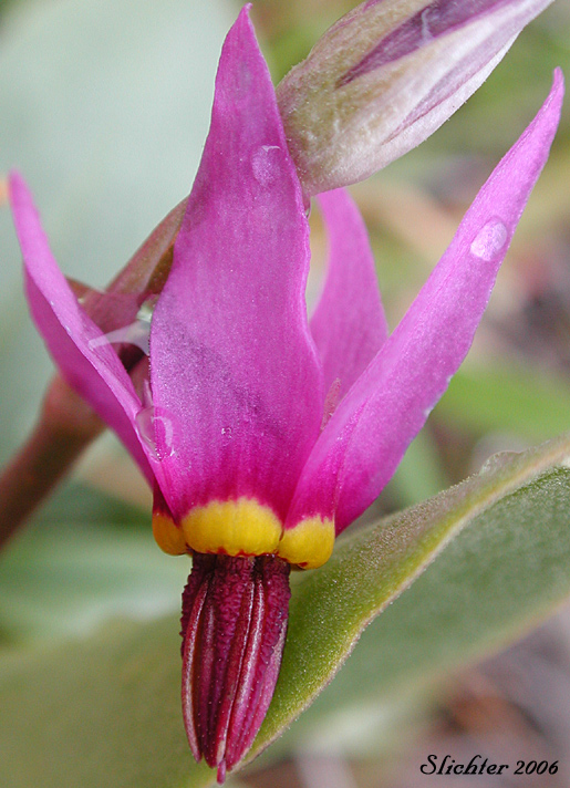 Corolla of Bonneville Shooting Star, Desert Shooting Star, Slimpod Shooting Star: Dodecatheon conjugens (Synonyms: Dodecatheon conjugens ssp. conjugens, Dodecatheon conjugens ssp. leptophyllum, Dodecatheon conjugens var. conjugens, Dodecatheon conjugens ssp. viscidum, Dodecatheon conjugens var. conjugens, Dodecatheon conjugens var. viscidum)