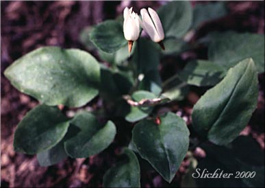 White Shooting Star, Dentate Shooting Star: Dodecatheon dentatum ssp. dentatum