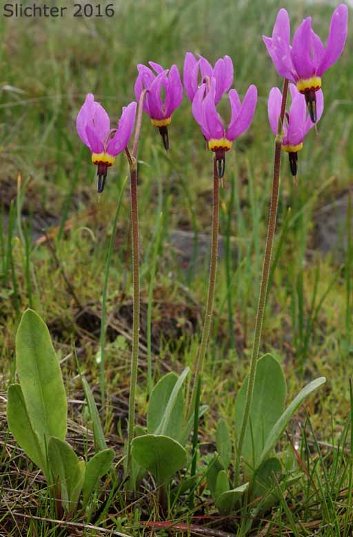 Narcissus Shooting Star, Poet's Shootingstar, Poet's Shooting Star: Dodecatheon poeticum (Synonym: Primula poetica)