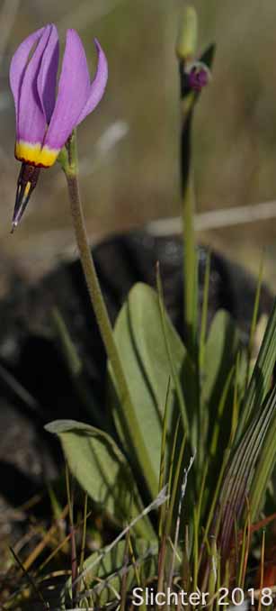 Narcissus Shooting Star, Poet's Shootingstar, Poet's Shooting Star: Dodecatheon poeticum (Synonym: Primula poetica)