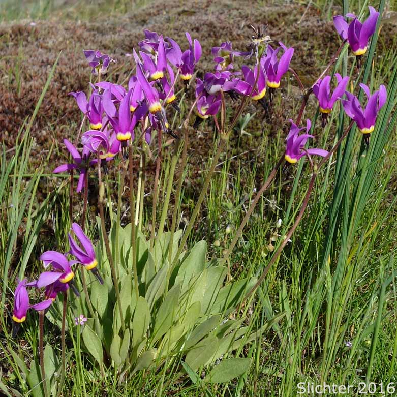 Narcissus Shooting Star, Poet's Shootingstar, Poet's Shooting Star: Dodecatheon poeticum (Synonym: Primula poetica)