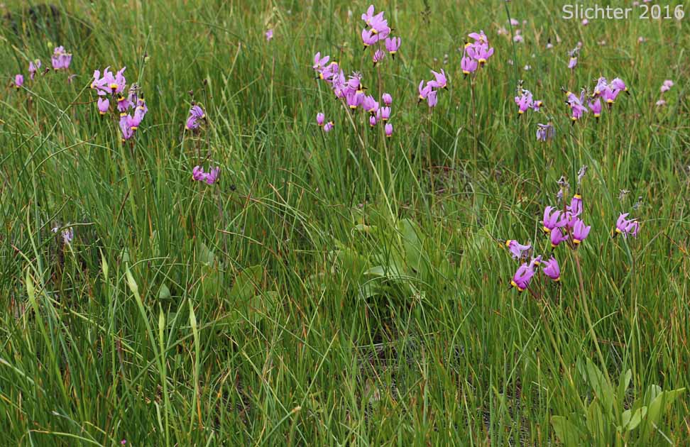 Narcissus Shooting Star, Poet's Shootingstar, Poet's Shooting Star: Dodecatheon poeticum (Synonym: Primula poetica)