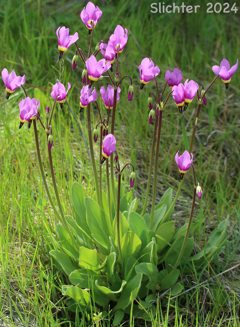 Narcissus Shooting Star, Poet's Shootingstar, Poet's Shooting Star: Dodecatheon poeticum (Synonym: Primula poetica)