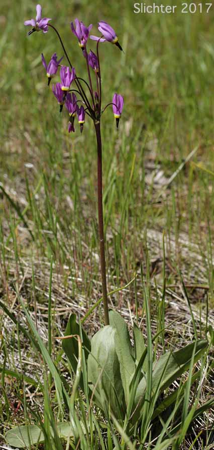 Narcissus Shooting Star, Poet's Shootingstar, Poet's Shooting Star: Dodecatheon poeticum (Synonym: Primula poetica)