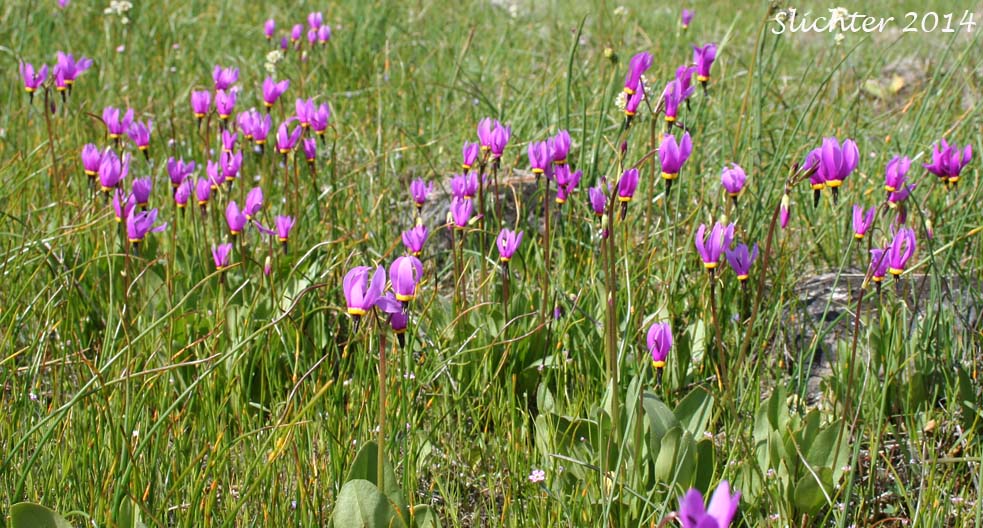Narcissus Shooting Star, Poet's Shootingstar, Poet's Shooting Star: Dodecatheon poeticum (Synonym: Primula poetica)