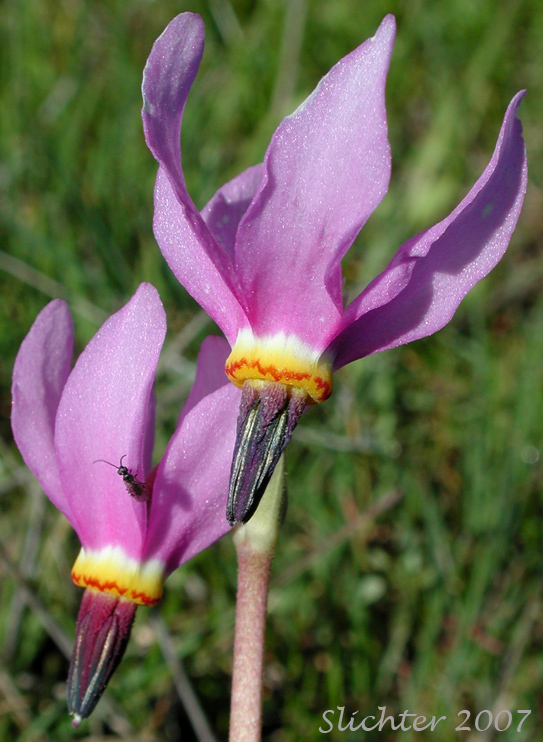 Flowers of Narcissus Shooting Star, Poet's Shootingstar, Poet's Shooting Star: Dodecatheon poeticum (Synonym: Primula poetica)