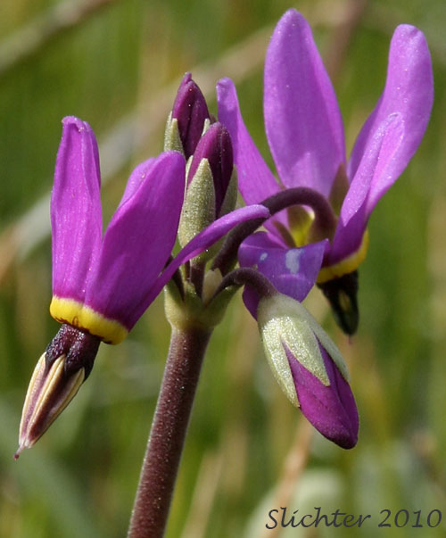 Inflorescence of Narcissus Shooting Star, Poet's Shootingstar, Poet's Shooting Star: Dodecatheon poeticum (Synonym: Primula poetica)