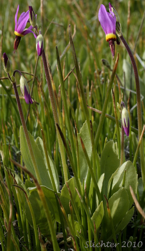 Narcissus Shooting Star, Poet's Shootingstar, Poet's Shooting Star: Dodecatheon poeticum (Synonym: Primula poetica)