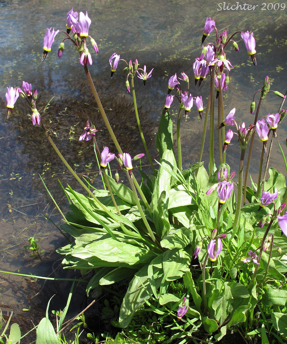 Poet's shooting star (Dodecatheon poeticum) observed along a stream in the Klickitat Wildlife Area.