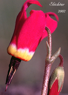 Flower of Narcissus Shooting Star, Poet's Shootingstar, Poet's Shooting Star: Dodecatheon poeticum (Synonym: Primula poetica)