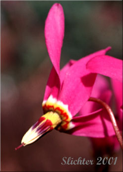 Alaskan Shooting Star, Darkthroat Shootingstar: Dodecatheon pulchellum ssp. macrocarpum (Synonym: Dodecatheon pauciflorum var. alaskanum, Dodecatheon pulchellum ssp. alaskanum, Dodecatheon pulchellum var. alaskanum, Dodecatheon pulchellum ssp. superbum)