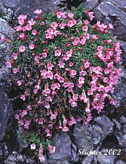 Cliff Dwarf-primrose, Dwarf Primrose, Smooth Douglasia, Smooth-leaf Douglasia: Douglasia laevigata var. laevigata (Synonyms: Douglasia laevigata, Douglasia laevigata ssp. ciliolata, Doulgasia laevigata var. ciliolata)