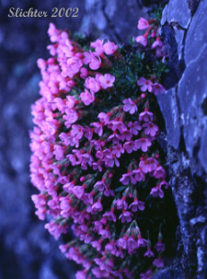 Cliff Dwarf-primrose, Dwarf Primrose, Smooth Douglasia, Smooth-leaf Douglasia: Douglasia laevigata var. laevigata (Synonyms: Douglasia laevigata, Douglasia laevigata ssp. ciliolata, Doulgasia laevigata var. ciliolata)