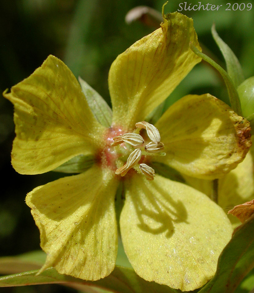Flower of Fringed Loosestrife, Fringed Yellow-loosestrife: Lysimachia ciliata (Synonyms: Lysimachia greeneana, Lysimachia longipedicellata, Lysimachia membrenacea, Nummularia ciliata, Steironema ciliata, Steironema ciliatum, Steironema longipedicellatum, Steironema membranaceum, Steironema pumilum)