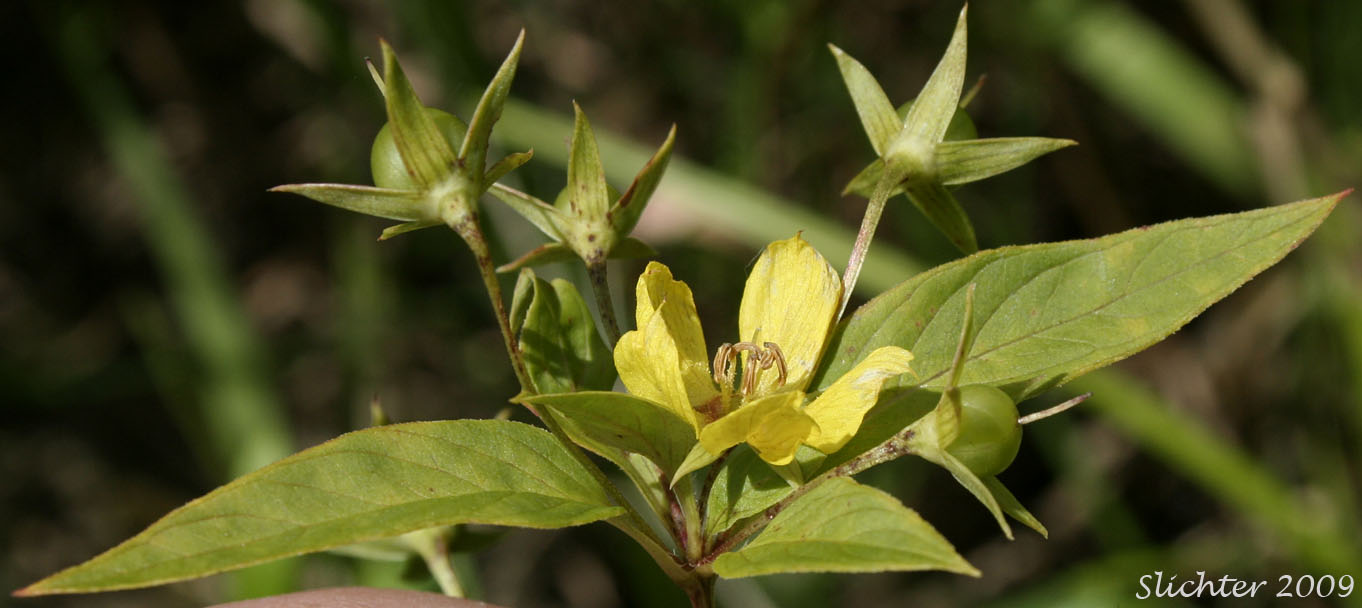 Flowers, stem leaves and seed pod of Fringed Loosestrife, Fringed Yellow-loosestrife: Lysimachia ciliata (Synonyms: Lysimachia greeneana, Lysimachia longipedicellata, Lysimachia membrenacea, Nummularia ciliata, Steironema ciliata, Steironema ciliatum, Steironema longipedicellatum, Steironema membranaceum, Steironema pumilum)