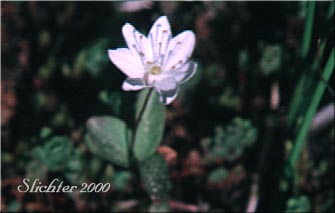 Arctic Starflower, Northern Starflower: Lysimachia europaea (Synonyms: Trientalis arctica, Trientalis europaea, Trientalis europaea ssp. arctica, Trientalis europaea var. aleutica, Trientalis europaea var. arctica) 
