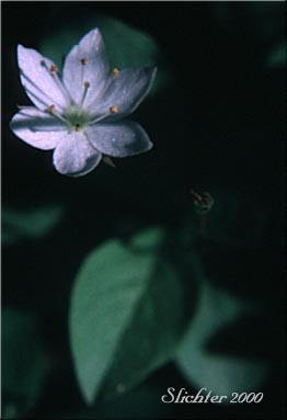 Arctic Starflower, Northern Starflower: Lysimachia europaea (Synonyms: Trientalis arctica, Trientalis europaea, Trientalis europaea ssp. arctica, Trientalis europaea var. aleutica, Trientalis europaea var. arctica) 