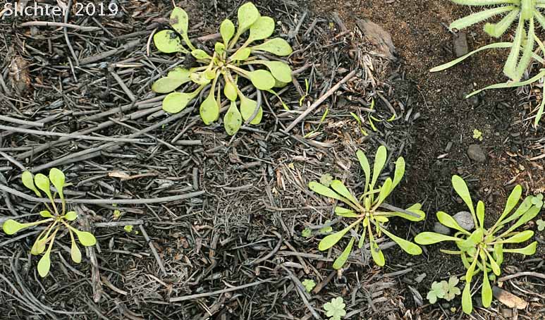 Cushion Miner's Lettuce, Rosetted Springbeauty: Claytonia rubra ssp. depressa (Synonyms: Claytonia parviflora var. depressa, Claytonia perfoliata var. depressa, Montia perfoliata var. depressa)