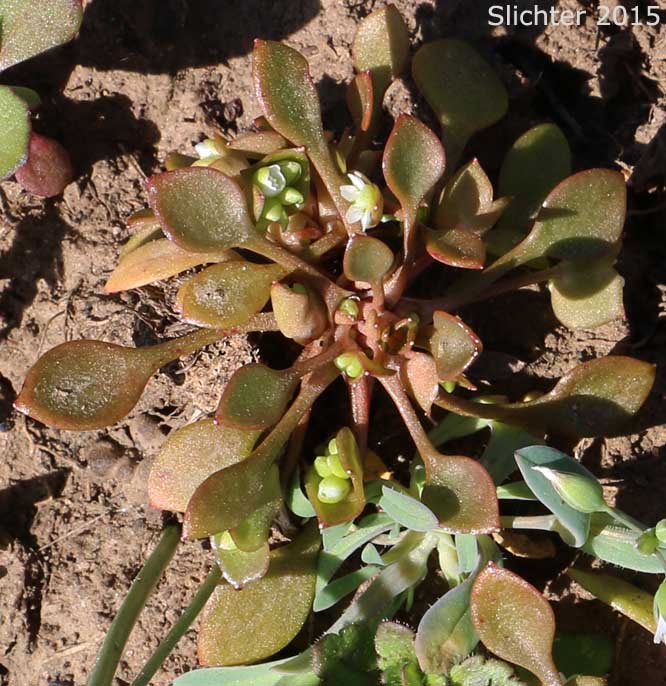 Cushion Miner's Lettuce, Rosetted Springbeauty: Claytonia rubra ssp. depressa (Synonyms: Claytonia parviflora var. depressa, Claytonia perfoliata var. depressa, Montia perfoliata var. depressa)