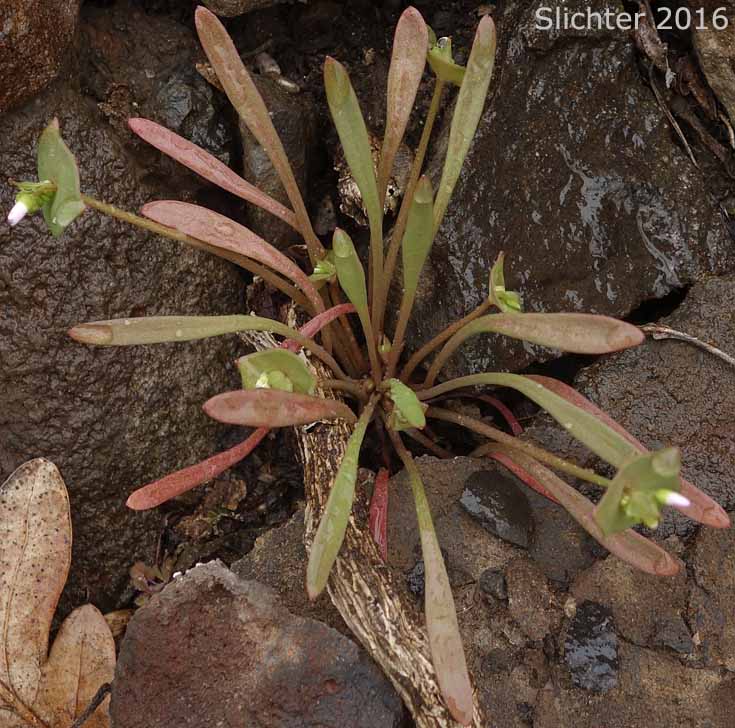Cushion Miner's Lettuce, Rosetted Springbeauty: Claytonia rubra ssp. depressa (Synonyms: Claytonia parviflora var. depressa, Claytonia perfoliata var. depressa, Montia perfoliata var. depressa)