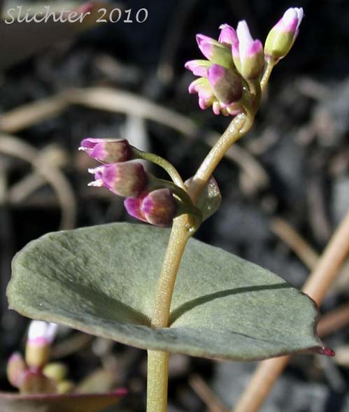 Perfoliate stem leaves and inflorescence of Cushion Miner's Lettuce, Rosetted Springbeauty: Claytonia rubra ssp. depressa (Synonyms: Claytonia parviflora var. depressa, Claytonia perfoliata var. depressa, Montia perfoliata var. depressa)