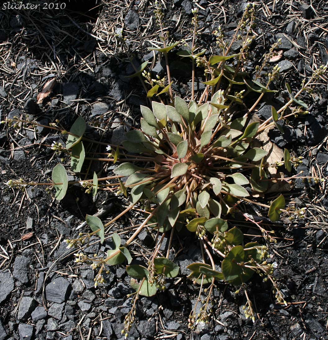 Cushion Miner's Lettuce, Rosetted Springbeauty: Claytonia rubra ssp. depressa (Synonyms: Claytonia parviflora var. depressa, Claytonia perfoliata var. depressa, Montia perfoliata var. depressa)