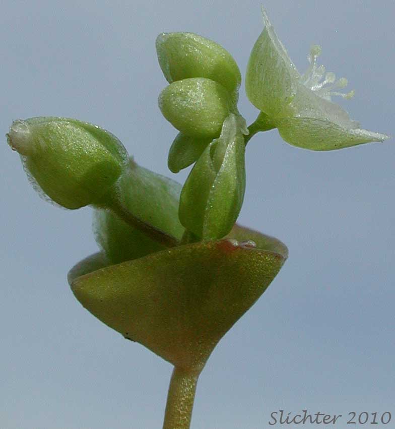 Flower and perfoliate stem leaf of Cushion Miner's Lettuce, Rosetted Springbeauty: Claytonia rubra ssp. depressa (Synonyms: Claytonia parviflora var. depressa, Claytonia perfoliata var. depressa, Montia perfoliata var. depressa)