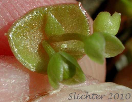 Perfoliate stem leaf of Cushion Miner's Lettuce, Rosetted Springbeauty: Claytonia rubra ssp. depressa (Synonyms: Claytonia parviflora var. depressa, Claytonia perfoliata var. depressa, Montia perfoliata var. depressa)